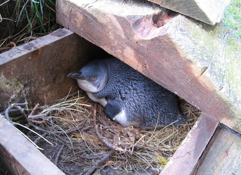 Picture 11 for Activity Akaroa: Pohatu Little Penguins 3-Hour Evening Experience