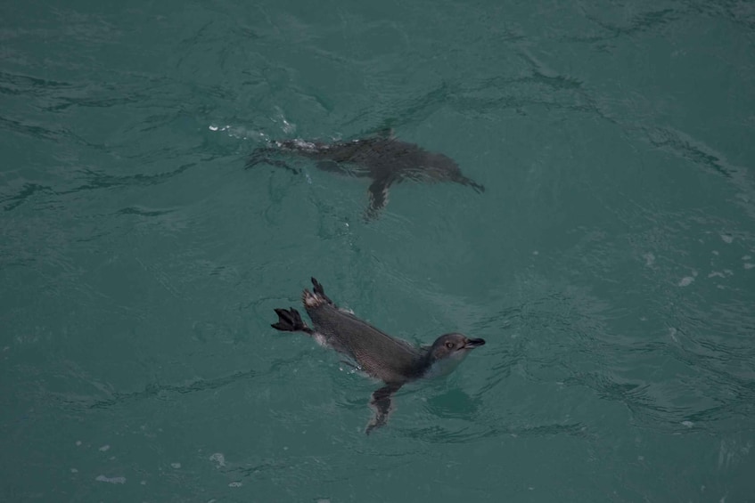 Picture 2 for Activity Akaroa: Pohatu Little Penguins 3-Hour Evening Experience