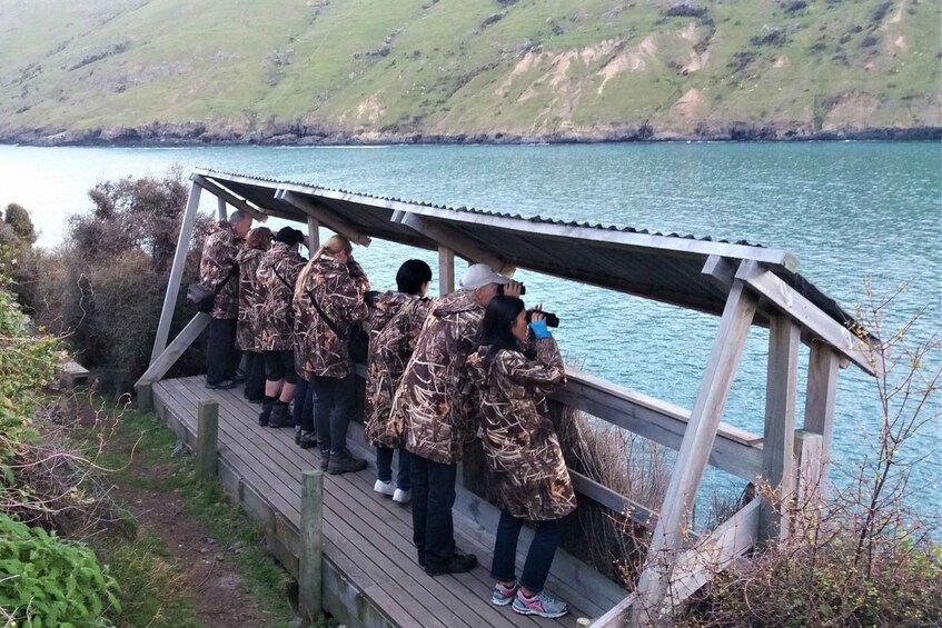 Picture 7 for Activity Akaroa: Pohatu Little Penguins 3-Hour Evening Experience