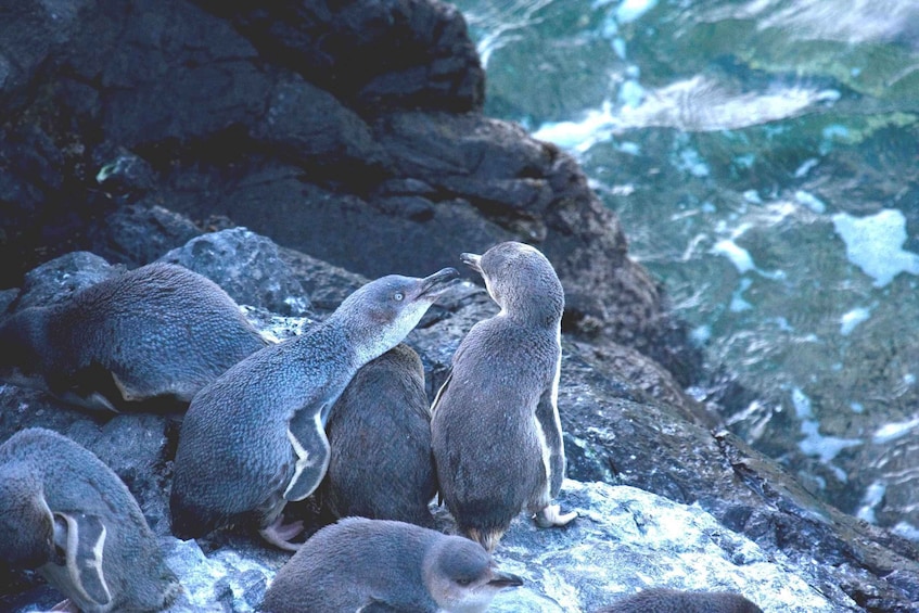 Picture 6 for Activity Akaroa: Pohatu Little Penguins 3-Hour Evening Experience