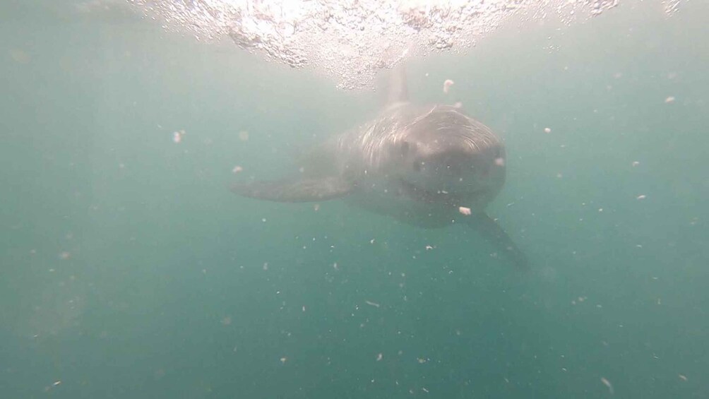 Picture 3 for Activity Kleinbaai: Shark Viewing Boat Trip with Shark Cage Diving