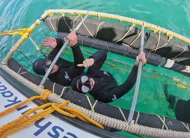 Gansbaai: Buceo en jaula de tiburones y viaje en barco para ver tiburones