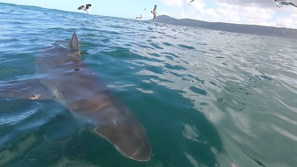 Picture 14 for Activity Kleinbaai: Shark Viewing Boat Trip with Shark Cage Diving