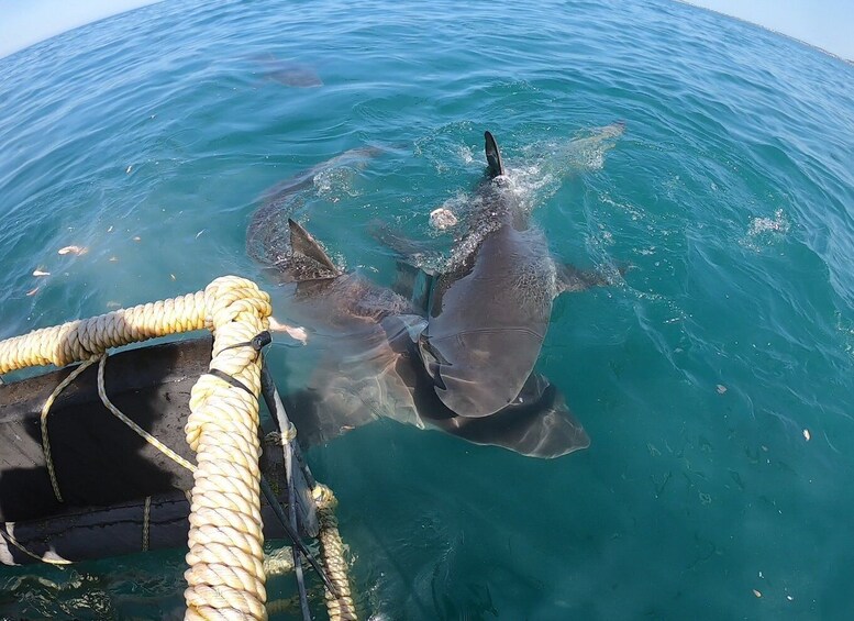 Picture 4 for Activity Kleinbaai: Shark Viewing Boat Trip with Shark Cage Diving