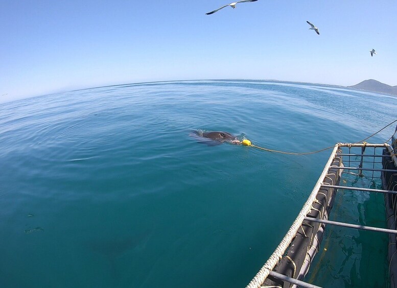 Picture 10 for Activity Kleinbaai: Shark Viewing Boat Trip with Shark Cage Diving