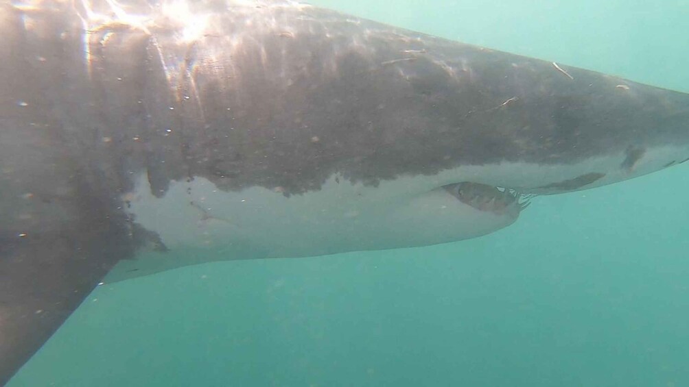 Picture 15 for Activity Kleinbaai: Shark Viewing Boat Trip with Shark Cage Diving