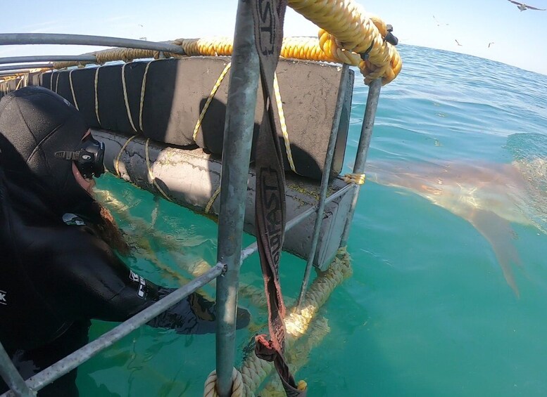Picture 11 for Activity Shark Cage Diving and boat viewing : Kleinbaai