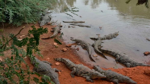 Iquitos: 6-Hour Wonderful Wildlife Guided Tour