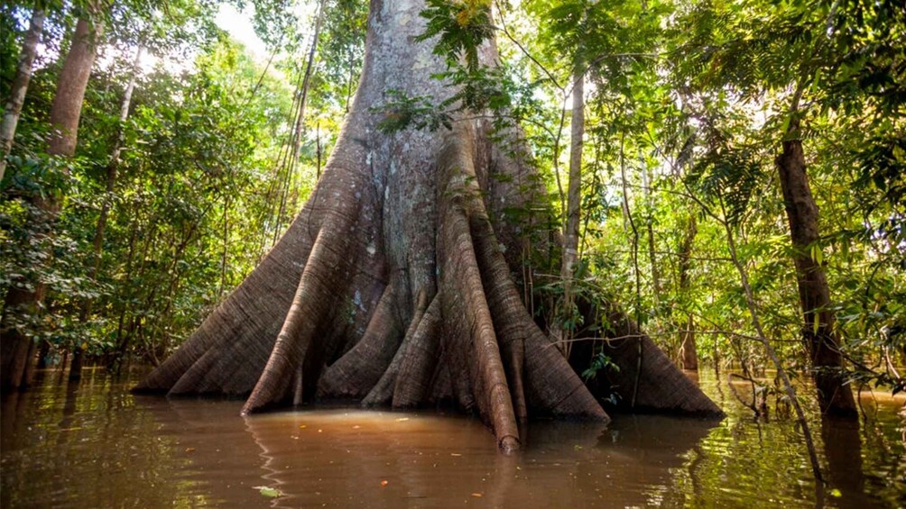 Picture 6 for Activity Iquitos: 6-Hour Wonderful Wildlife Guided Tour