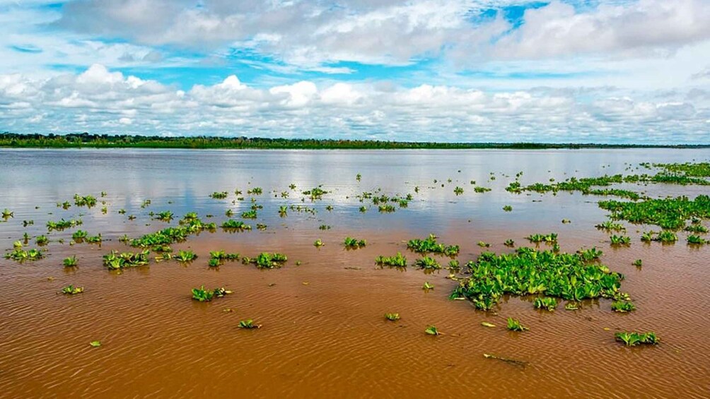 Picture 9 for Activity Iquitos: 6-Hour Wonderful Wildlife Guided Tour