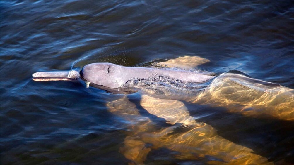 Picture 9 for Activity Iquitos: 6-Hour Wonderful Wildlife Guided Tour