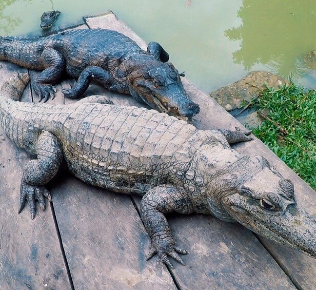 Picture 3 for Activity Iquitos: 6-Hour Wonderful Wildlife Guided Tour