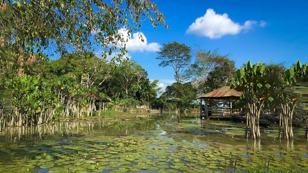 Picture 1 for Activity Iquitos: 6-Hour Wonderful Wildlife Guided Tour