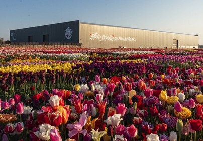 Lisse: entrada a Tulip Experience con museo y recolección de flores