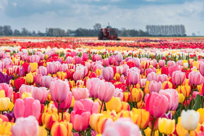 Picture 15 for Activity Lisse: Tulip Fields, Museum, and Flower Picking Ticket