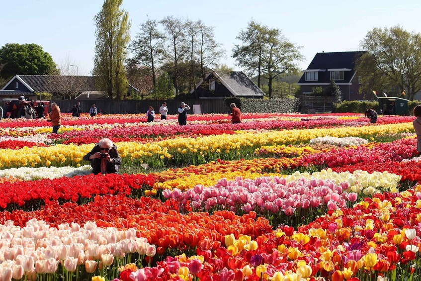 Picture 21 for Activity Lisse: Tulip Experience Ticket with Museum and Flower Pick