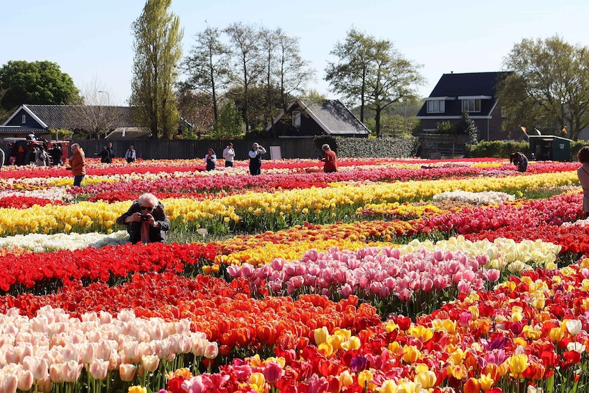 Picture 21 for Activity Lisse: Tulip Experience Ticket with Museum & Flower Picking