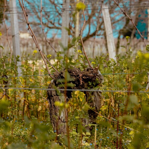 Picture 15 for Activity From Bordeaux: Private Wine Tour to Saint-Émilion