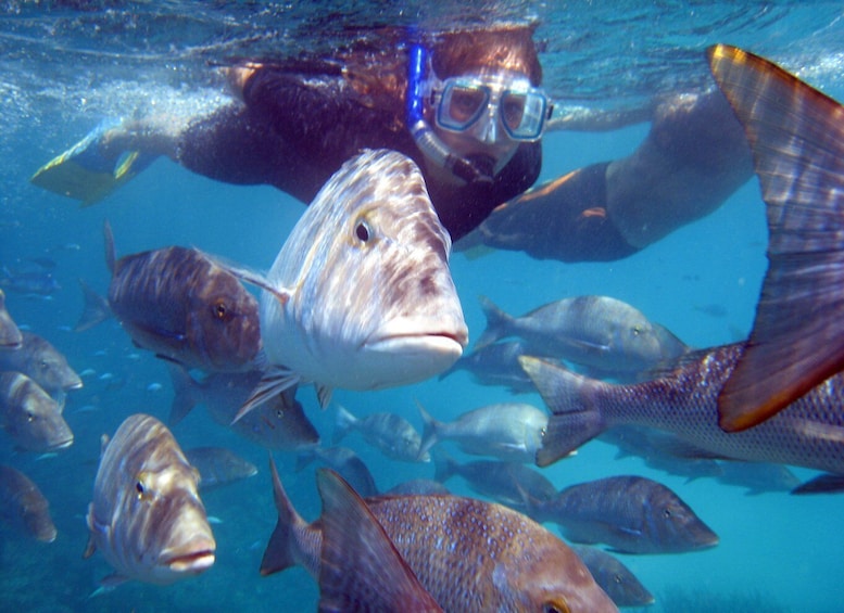 Picture 1 for Activity Coral Bay: 2-Hour Coral Viewing and Snorkeling