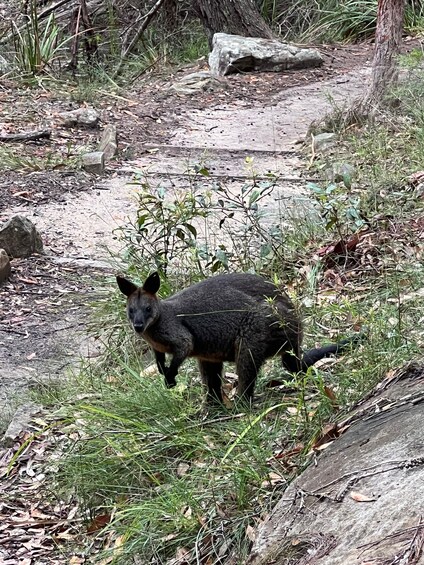 Picture 10 for Activity Sydney: Northern Beaches and Ku-ring-gai National Park Tour