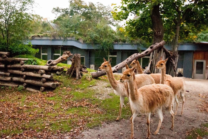 Picture 9 for Activity Vienna: Skip-the-line Tickets for Schönbrunn Zoo