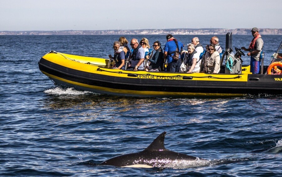 Picture 6 for Activity Portimão: 2-Hour Dolphin Watching Boat Tour