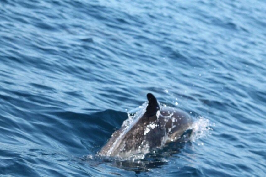 Picture 4 for Activity Portimão: 2-Hour Dolphin Watching Boat Tour