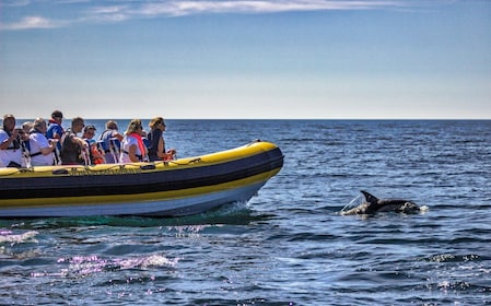 Portimão: 2-stündige Bootstour zur Delfinbeobachtung