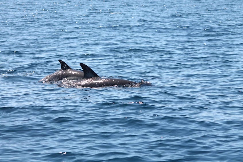 Picture 2 for Activity Portimão: 2-Hour Dolphin Watching Boat Tour