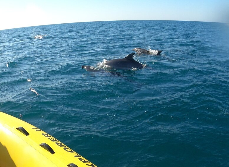 Picture 3 for Activity Portimão: 2-Hour Dolphin Watching Boat Tour