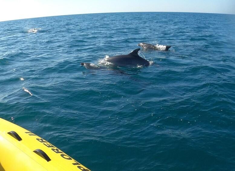 Picture 3 for Activity Portimão: 2-Hour Dolphin Watching Boat Tour