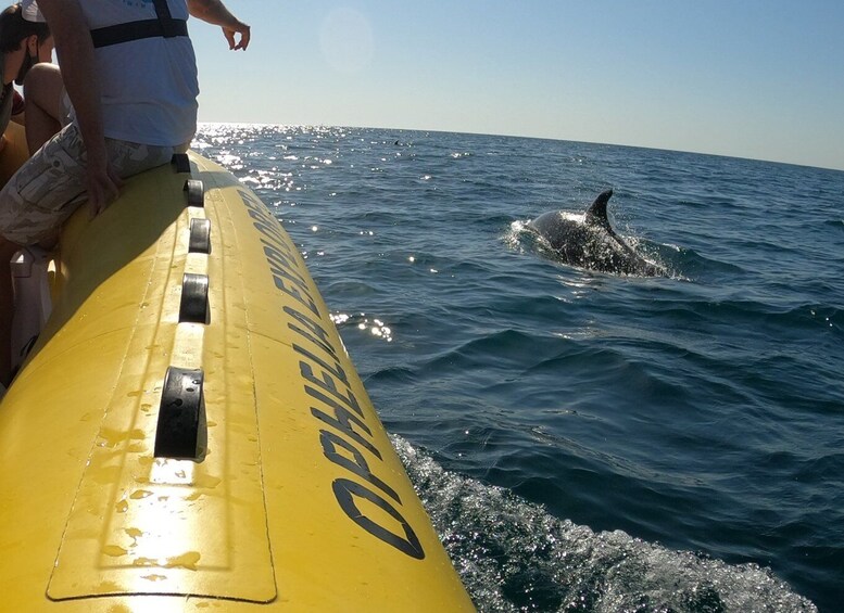 Picture 1 for Activity Portimão: 2-Hour Dolphin Watching Boat Tour