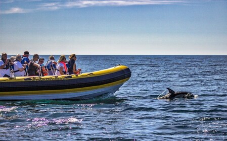 Portimão: 2 uur dolfijnen kijken per boot