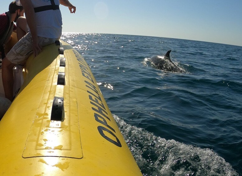 Picture 1 for Activity Portimão: 2-Hour Dolphin Watching Boat Tour