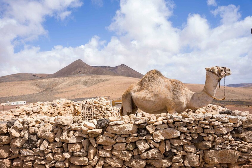 Picture 4 for Activity Fuerteventura: volcanic hike to the crater edge