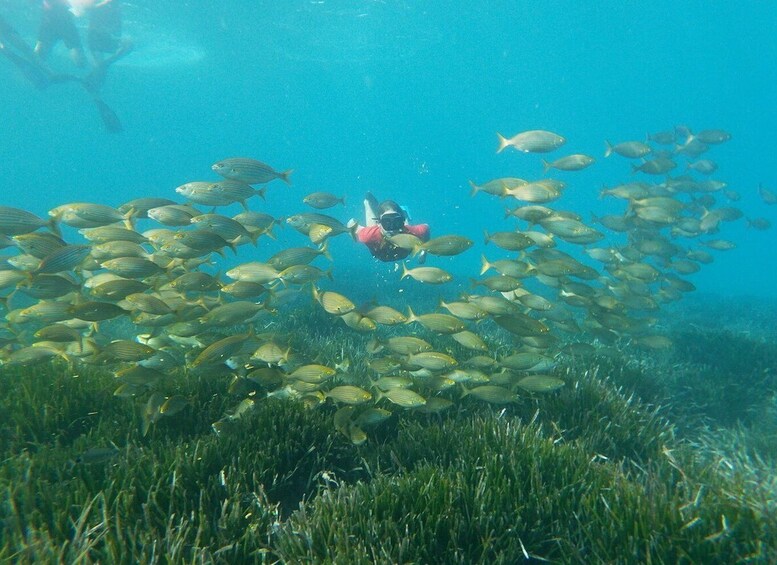 Picture 1 for Activity Cabo de Gata Natural Park: Guided Snorkeling Tour