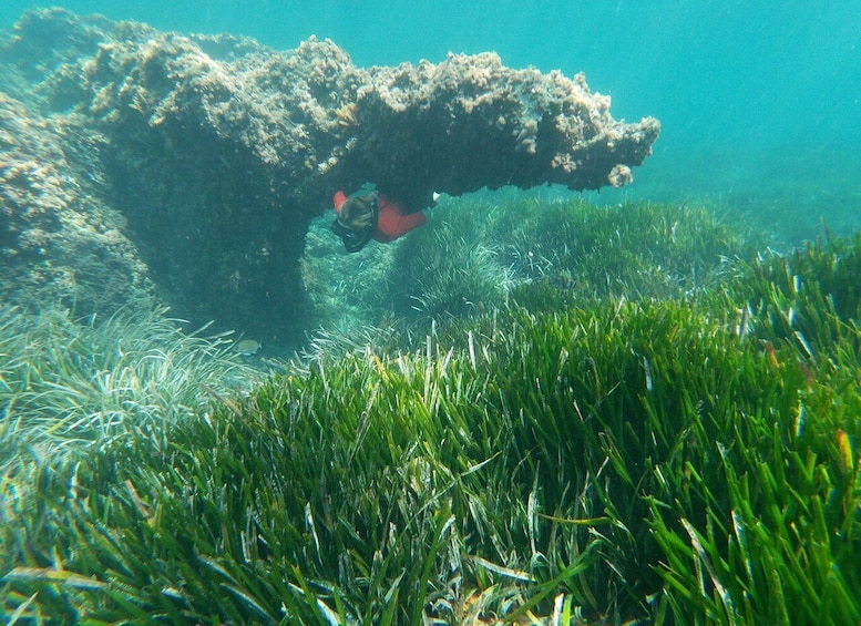 Picture 3 for Activity Cabo de Gata Natural Park: Guided Snorkeling Tour