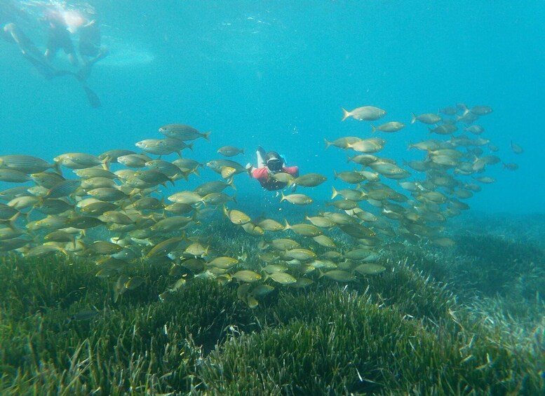 Picture 1 for Activity Cabo de Gata Natural Park: Guided Snorkeling Tour