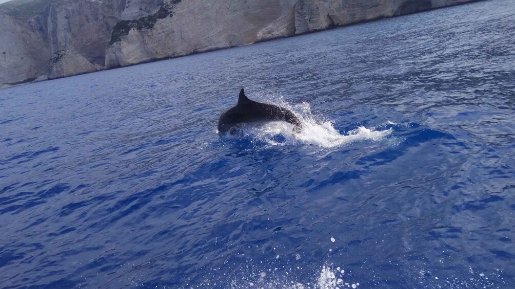 Picture 8 for Activity Zakynthos: early morning Shipwreck,Blue Caves and view point