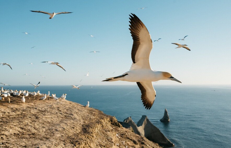 Picture 3 for Activity Napier: Cape Kidnappers Gannet, Nature & Sightseeing Tour