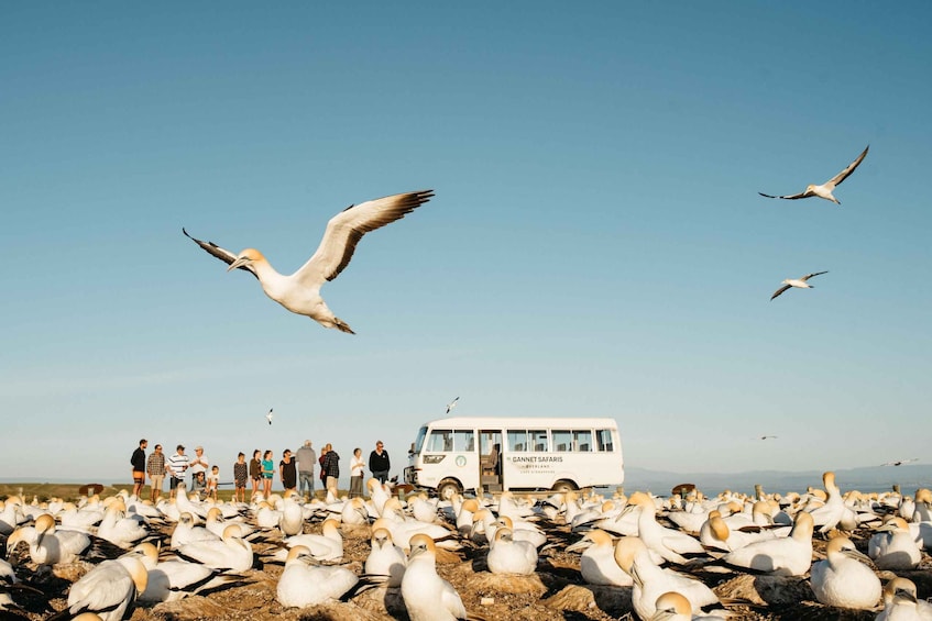 Picture 2 for Activity Napier: Cape Kidnappers Gannet, Nature & Sightseeing Tour