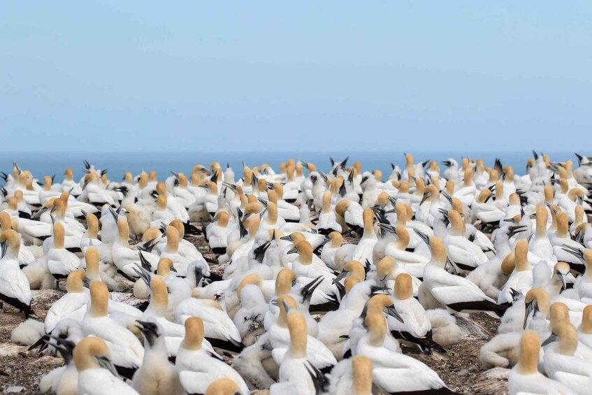 Picture 5 for Activity Napier: Cape Kidnappers Gannet, Nature & Sightseeing Tour