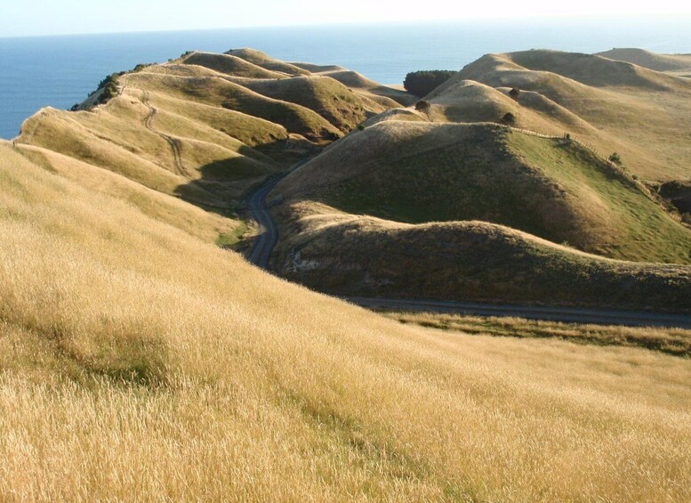 Picture 4 for Activity Napier: Cape Kidnappers Gannet, Nature & Sightseeing Tour