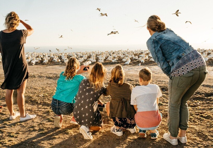 Napier: Cape Kidnappers Gannet, Nature & Sightseeing Tour