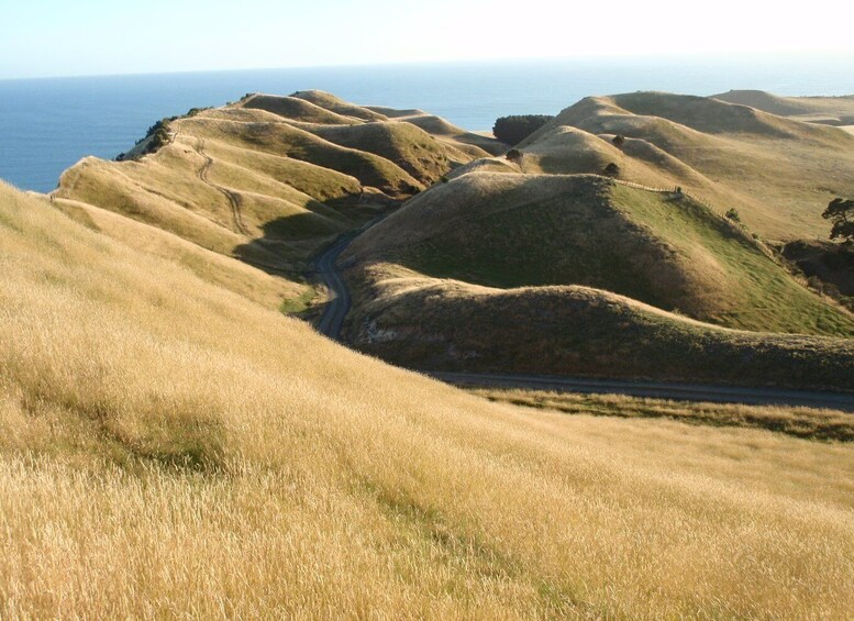 Picture 4 for Activity Napier: Cape Kidnappers Gannet, Nature & Sightseeing Tour