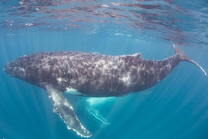 西オーストラリア州ザトウクジラと泳ぐ