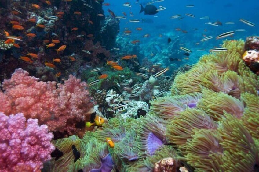 Colorful corals and fishes