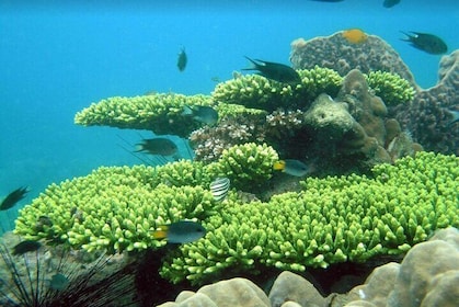Half-day Snorkeling Experience in Phu Quoc Island