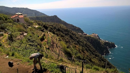 Cinque Terre: Half-Day Hiking Experience