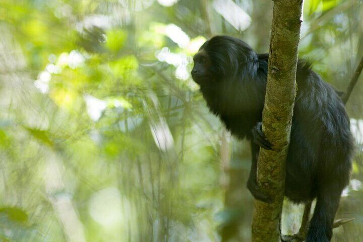 Sao Paulo Private Safari Black Lion Tamarin Tour   07971f21 6bd6 4150 934e 15f121f9eac8 